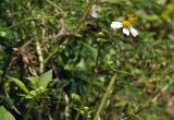 Bidens alba