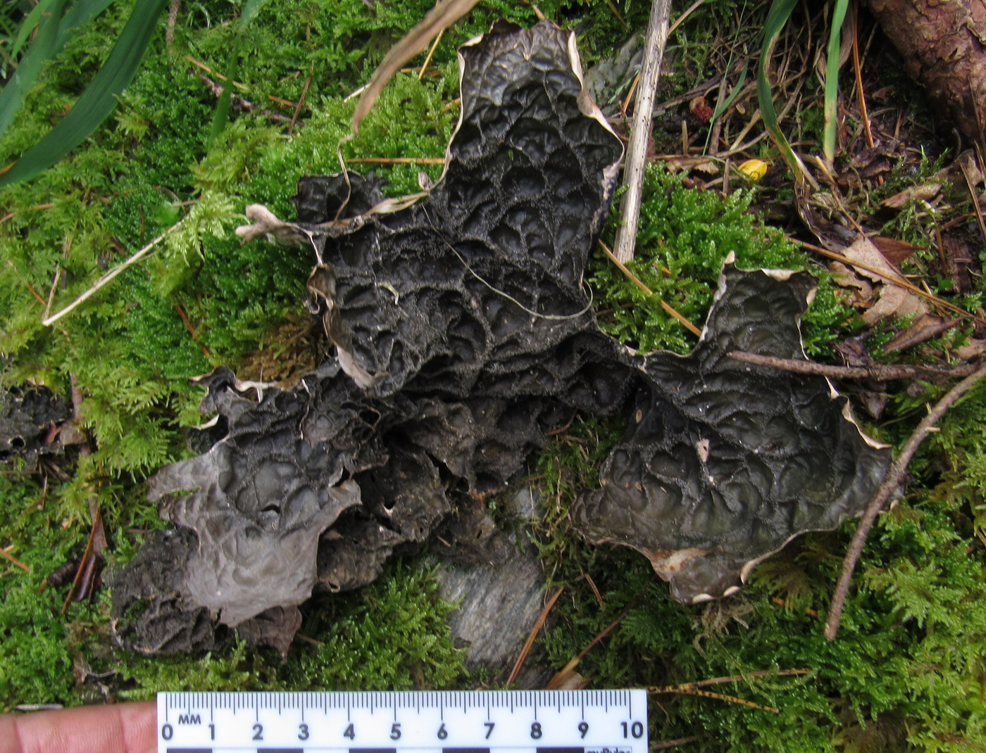 Image of Lobaria retigera specimen.