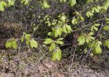 Fagus sylvatica. Верхушки ветвей. Испания, автономное сообщество Каталония, провинция Жирона, комарка Ла-Гарроча, муниципалитет Ла-Валь-де-Бианья, подр-н (субкомарка) Л’Альта-Гарроча, 870 м н.у.м., перевал Capsacosta, смешанный лес. 12.04.2024.