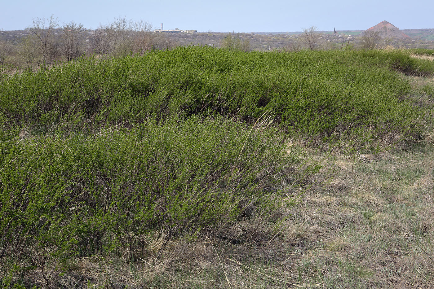 Image of Caragana frutex specimen.