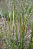 genus Stipa. Соцветия. Казахстан, Алматинская обл., Илийский р-н, правый борт долины (каньона) р. Курты, каменистый степной склон. 29 апреля 2024 г.