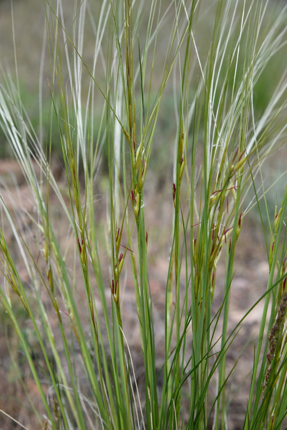 Изображение особи род Stipa.