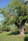 Pyrus korshinskyi