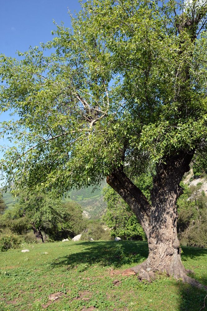 Изображение особи Pyrus korshinskyi.