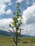 Lappula squarrosa