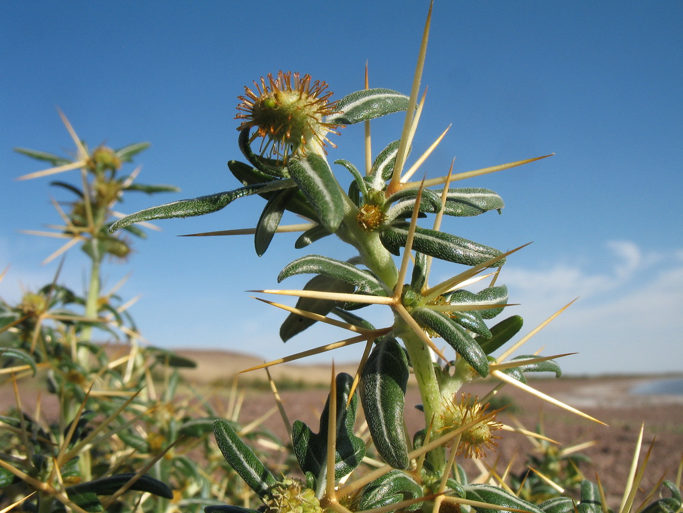 Image of Xanthium spinosum specimen.