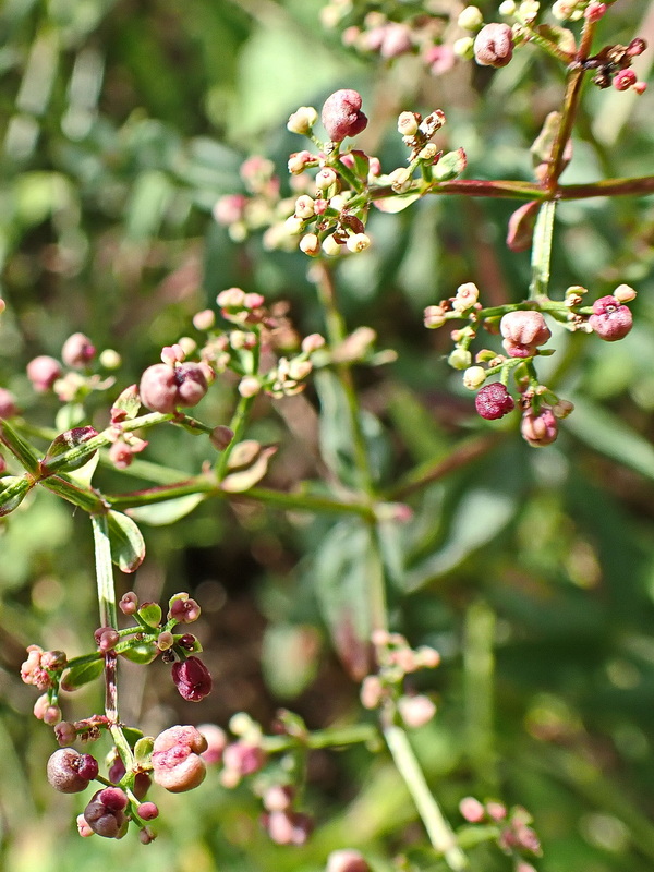 Image of Galium physocarpum specimen.