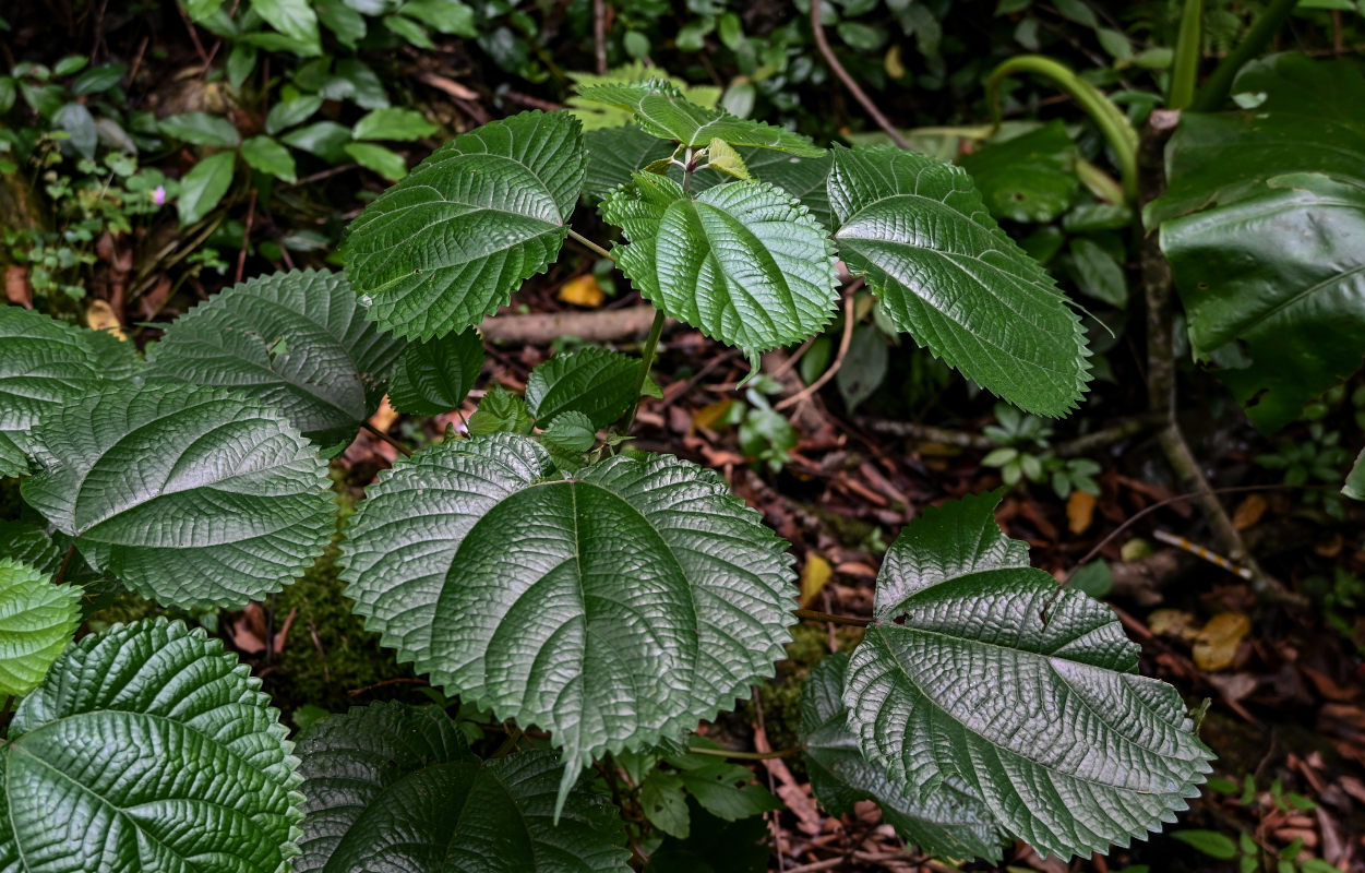 Изображение особи Boehmeria virgata var. strigosa.