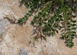 genus Astragalus