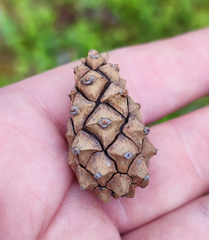 Image of Pinus sylvestris specimen.