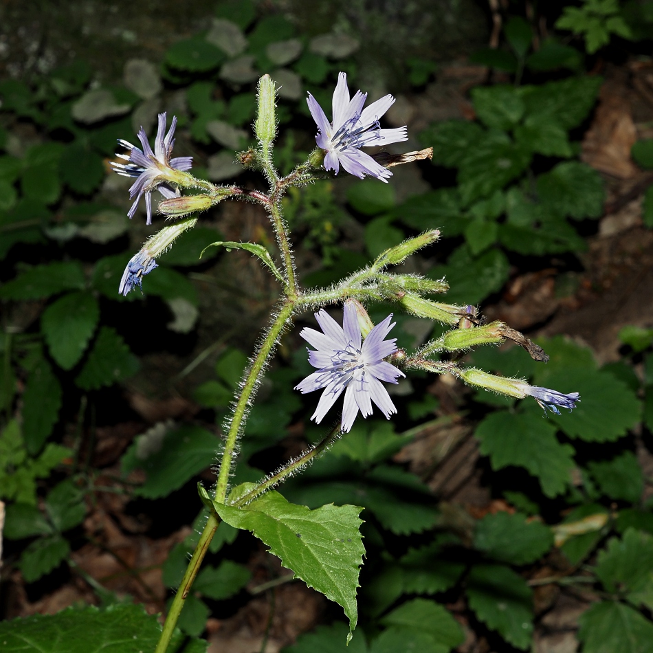Image of Cicerbita macrophylla specimen.