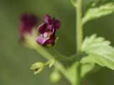 Scrophularia peregrina. Цветок. Испания, Каталония, пров. Жирона, комарка Баш Эмпорда, муниципалитет Калонже, берег малой реки, разнотравье. 07.04.2025.