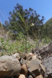 Lathyrus saxatilis