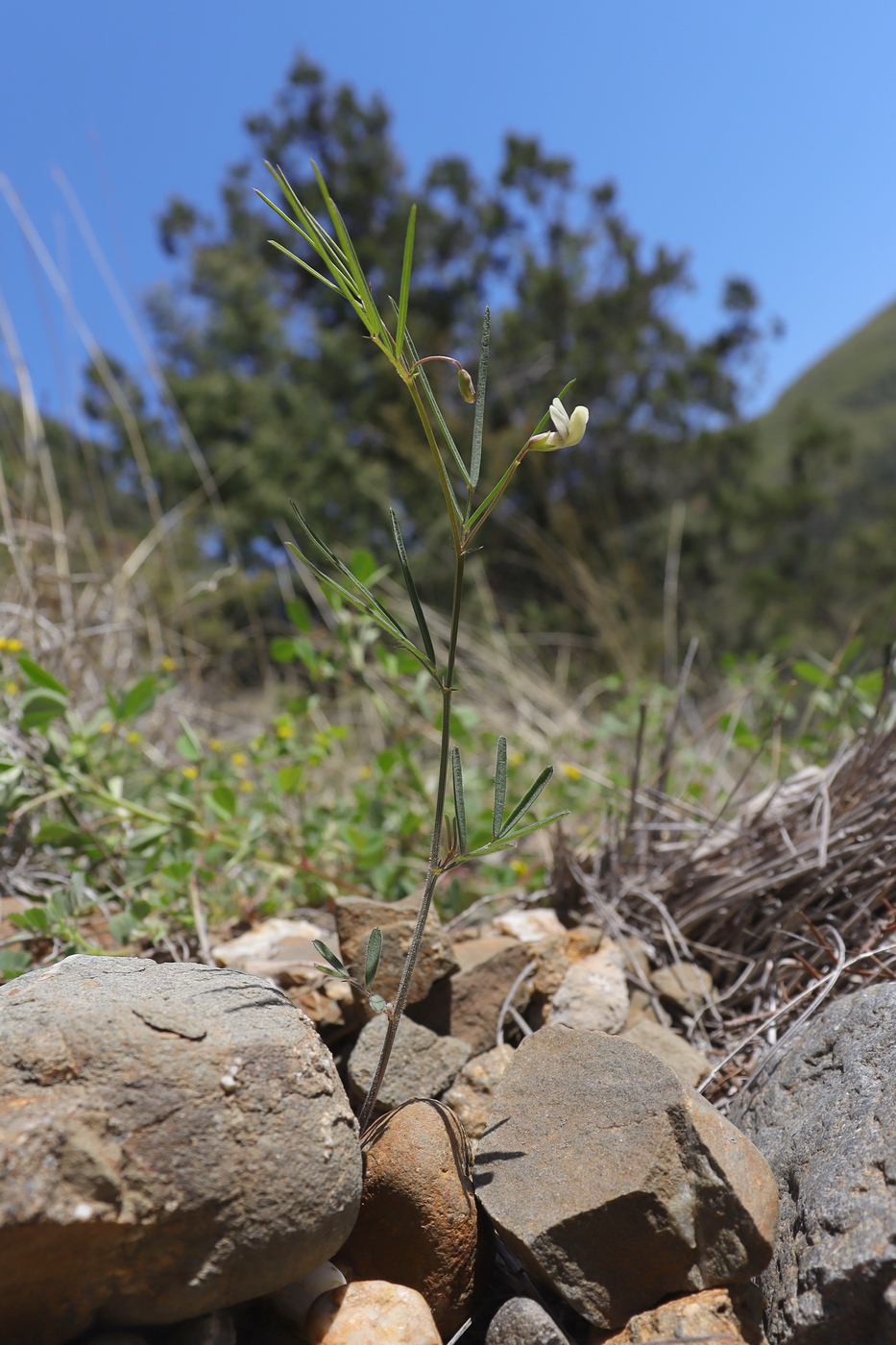 Image of Lathyrus saxatilis specimen.