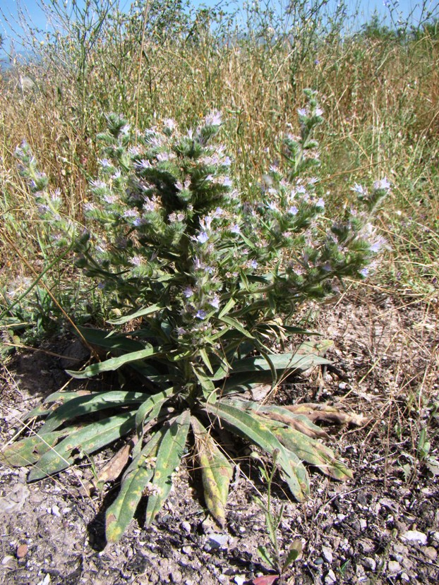 Image of Echium biebersteinii specimen.