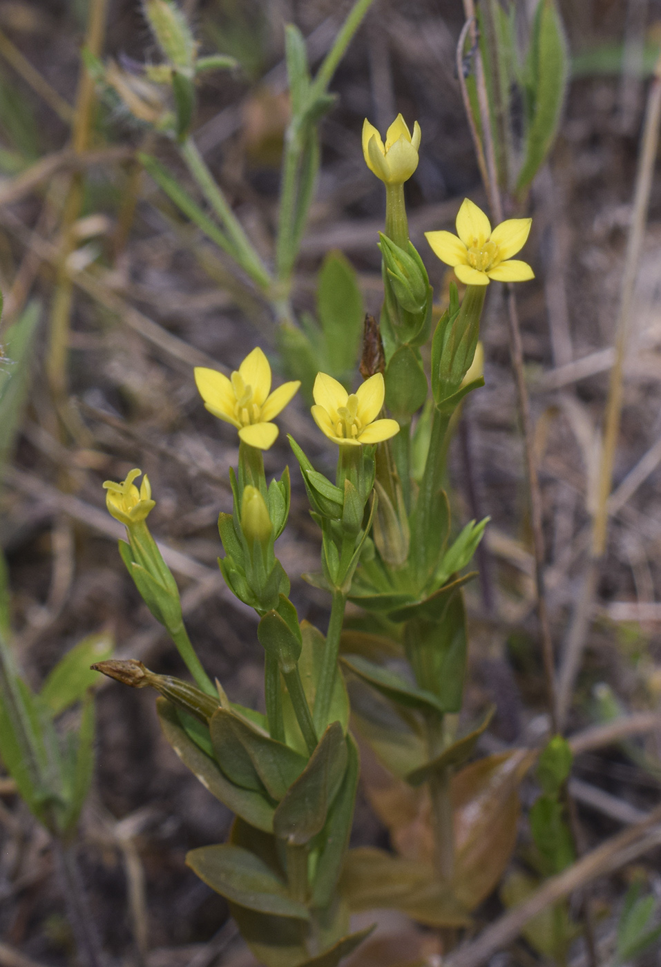 Изображение особи Centaurium maritimum.