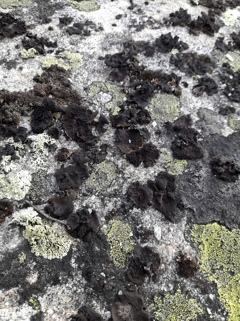 Image of Umbilicaria deusta specimen.