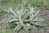 genus Cirsium