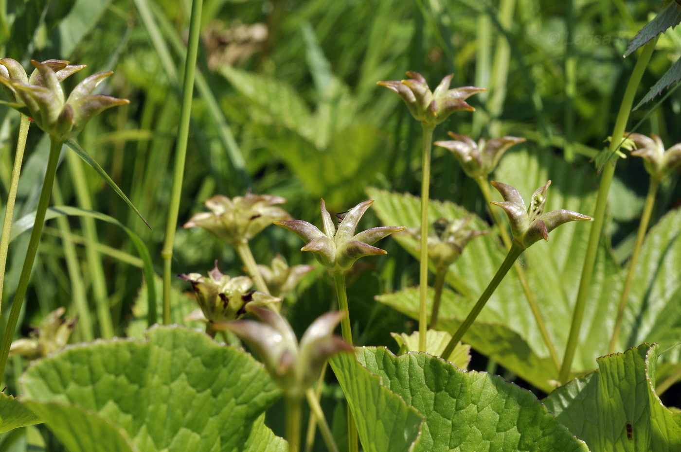 Image of Caltha silvestris specimen.