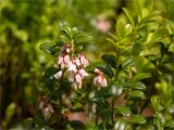 Vaccinium vitis-idaea. Верхушка цветущего растения. Карелия, Лахденпохский р-н, окр. оз. Исо-Ийярви, берёзово-сосновый лес у границы с осоково-сфагновым болотом. 13.06.2025.
