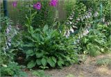 род Hosta
