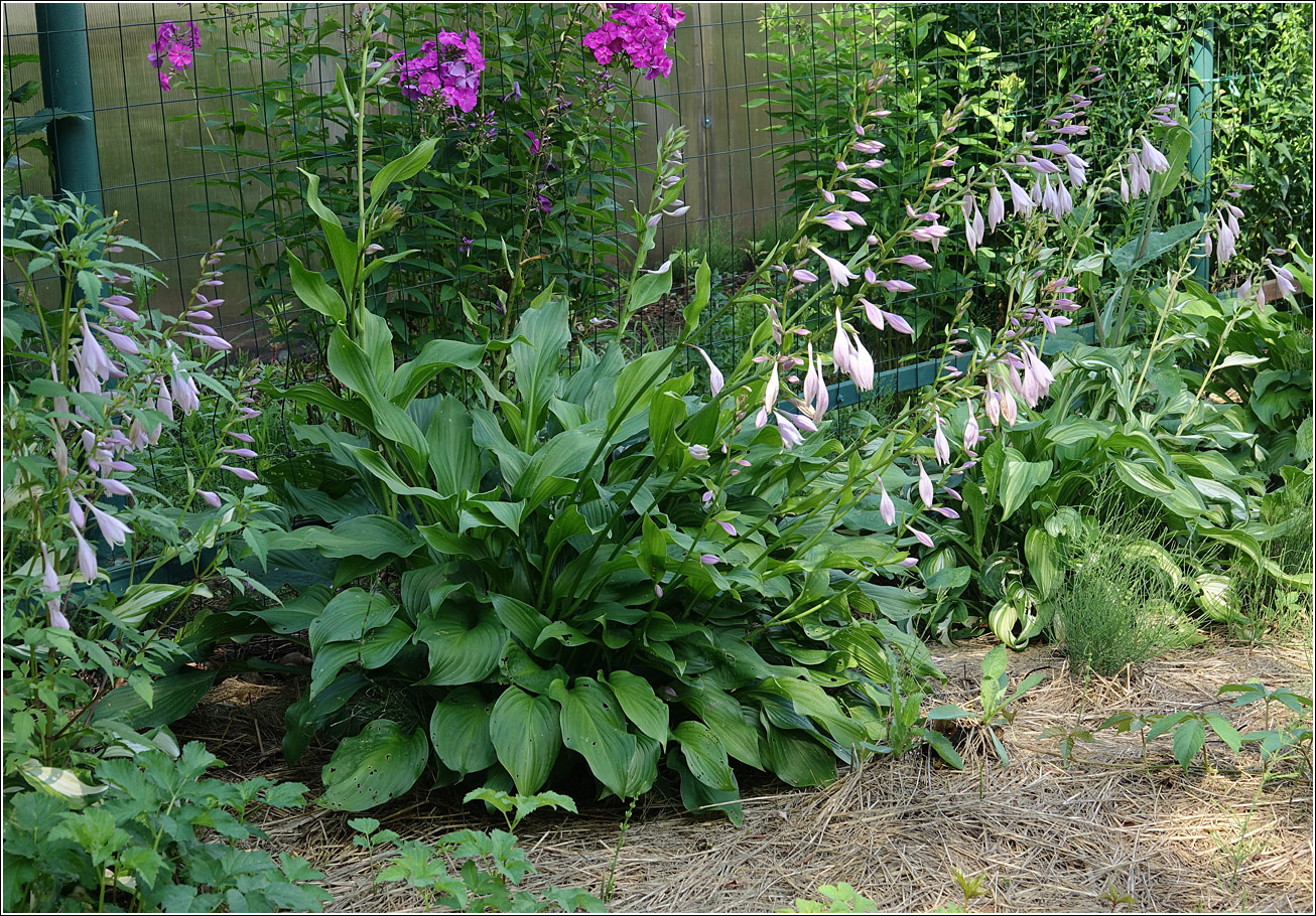 Image of genus Hosta specimen.