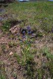 genus Anchusa