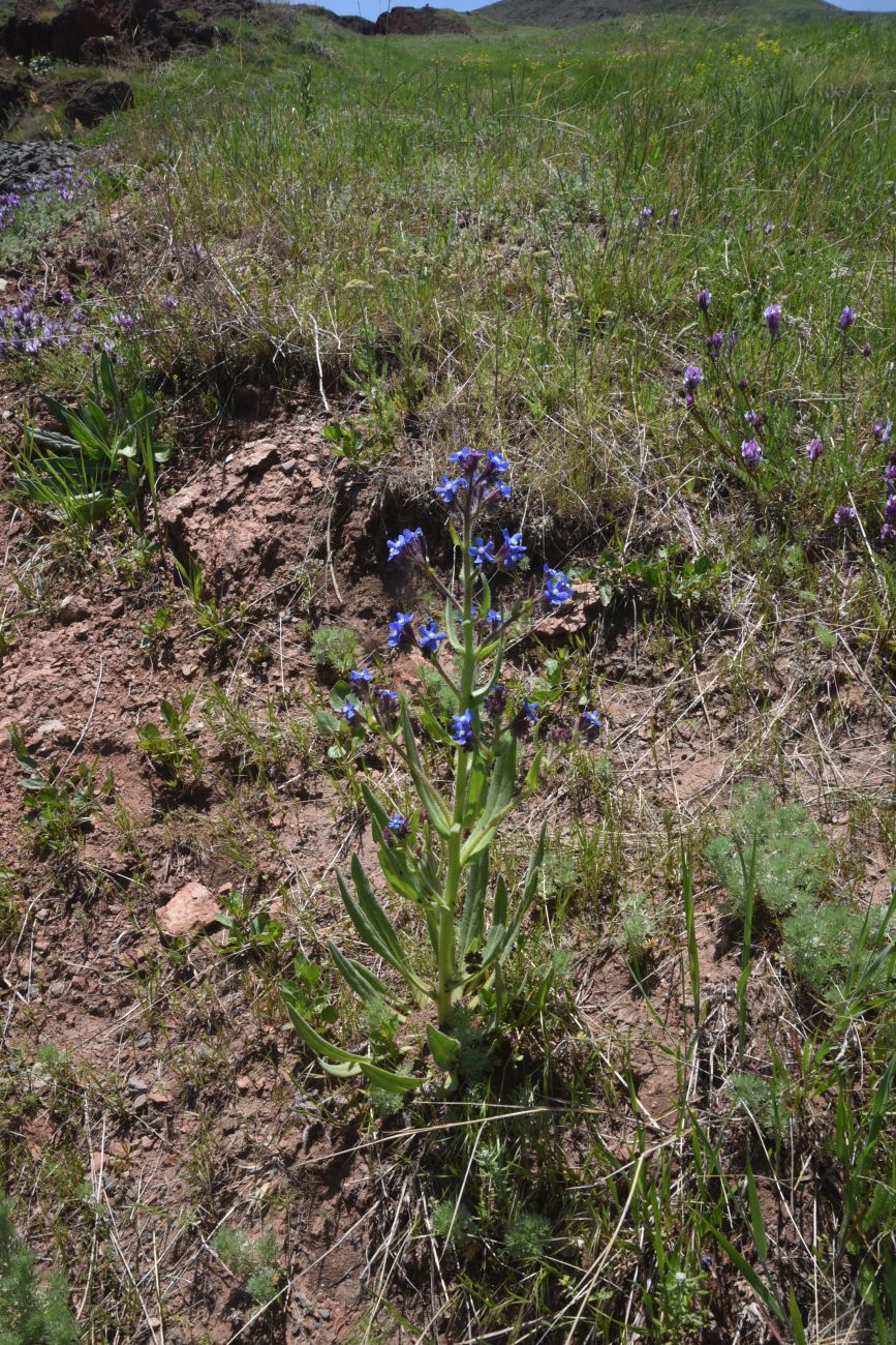 Image of genus Anchusa specimen.