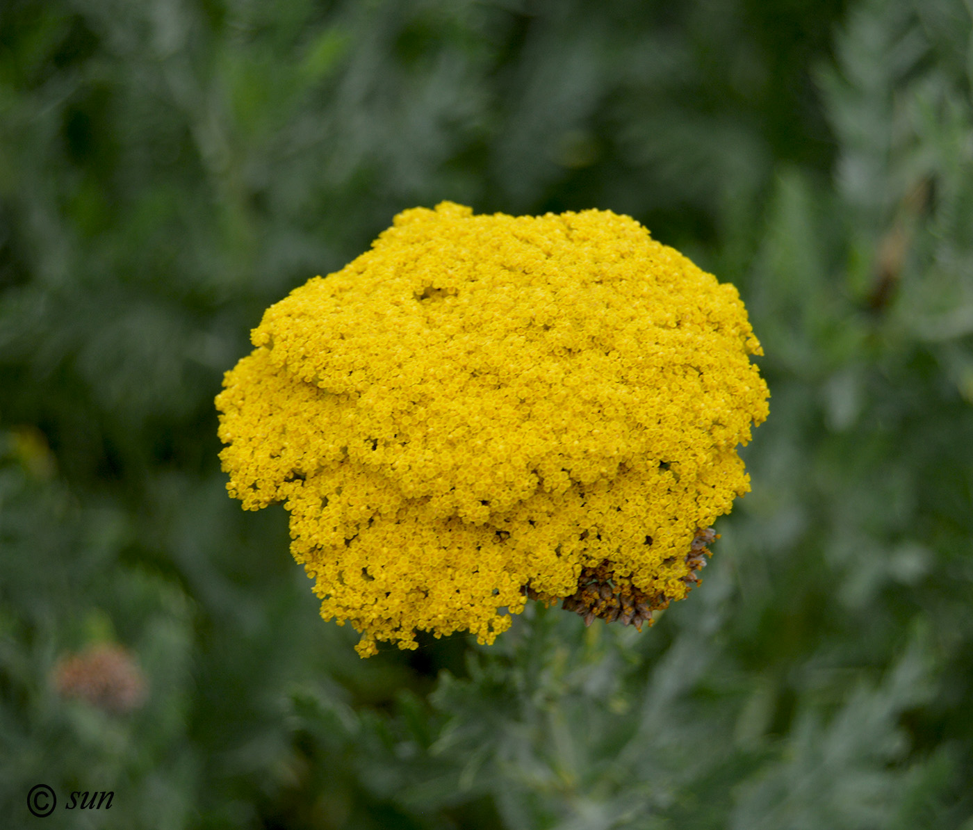 Изображение особи Achillea filipendulina.