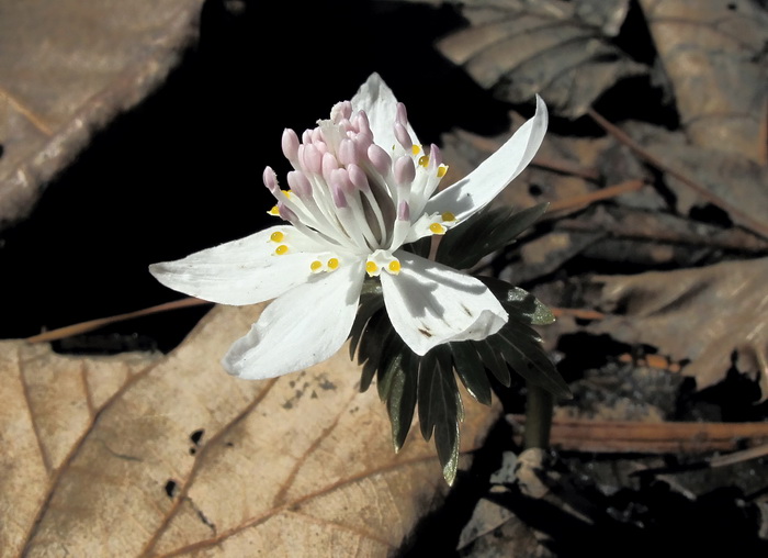 Изображение особи Eranthis stellata.