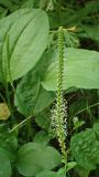 Plantago major. Соцветие. Хабаровский край, окр. г. Комсомольск-на-Амуре, лиственный лес, на лесной дороге. 23.07.2025.
