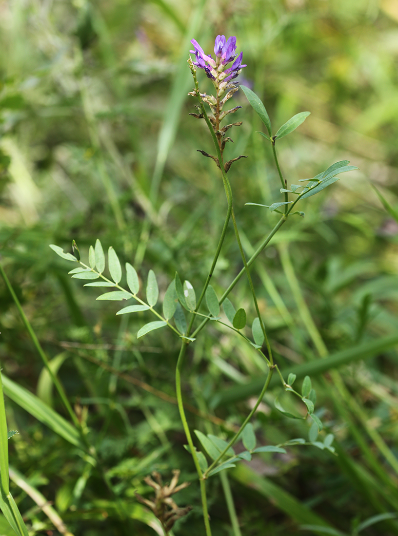 Image of Astragalus adsurgens specimen.