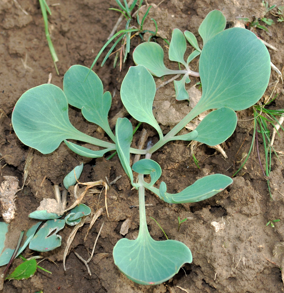 Изображение особи Corydalis ledebouriana.