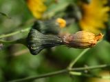 Sonchus arvensis