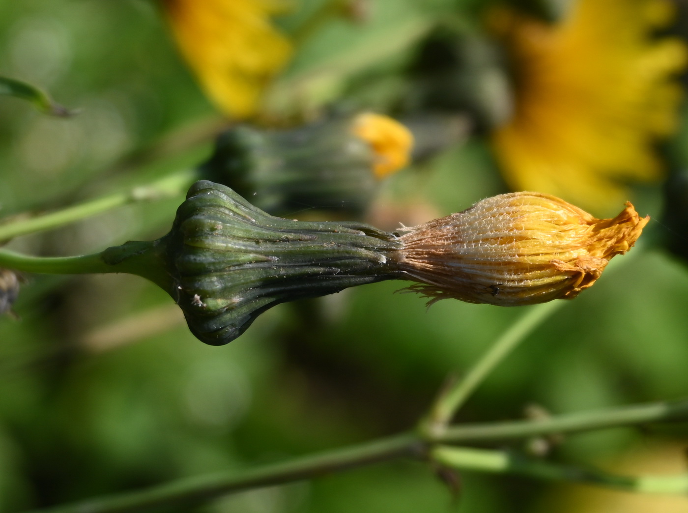 Image of Sonchus arvensis specimen.