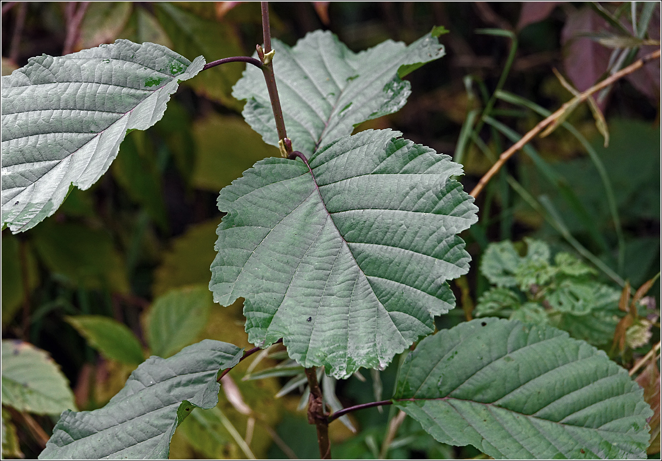 Изображение особи Alnus glutinosa.