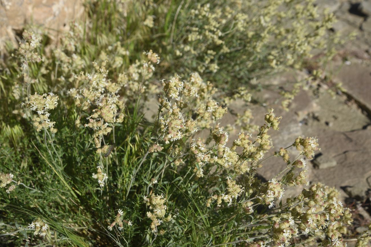 Изображение особи семейство Caryophyllaceae.