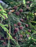 Cryptomeria japonica. Верхушка ветви с шишками. Португалия, Азорские о-ва, о-в Сан-Мигел, кальдера вулкана Фурнаш, опушка хвойного леса. 13.08.2025.