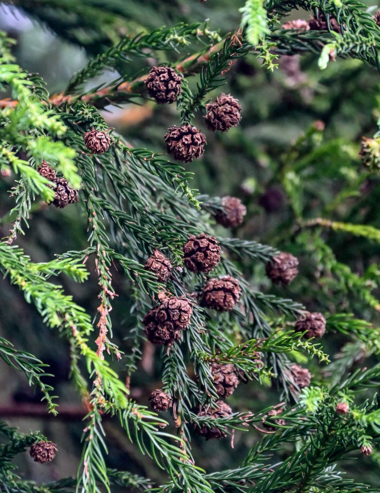 Image of Cryptomeria japonica specimen.