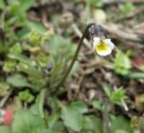 Viola arvensis. Верхушка побега с цветком. Север Кубани, станица Шкуринская, остепнённый склон над рекой Ея. 13.04.2011.