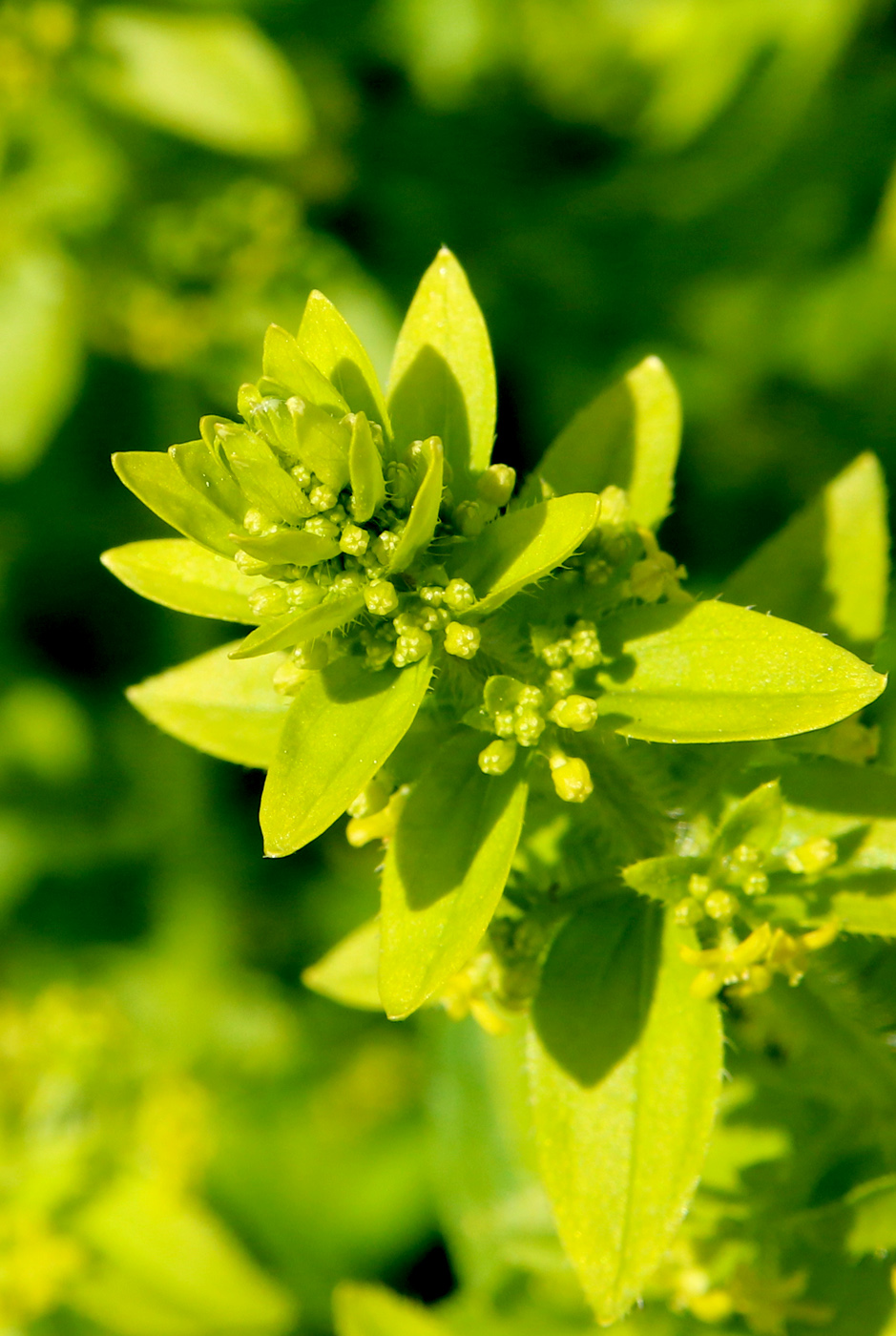 Image of Cruciata laevipes specimen.