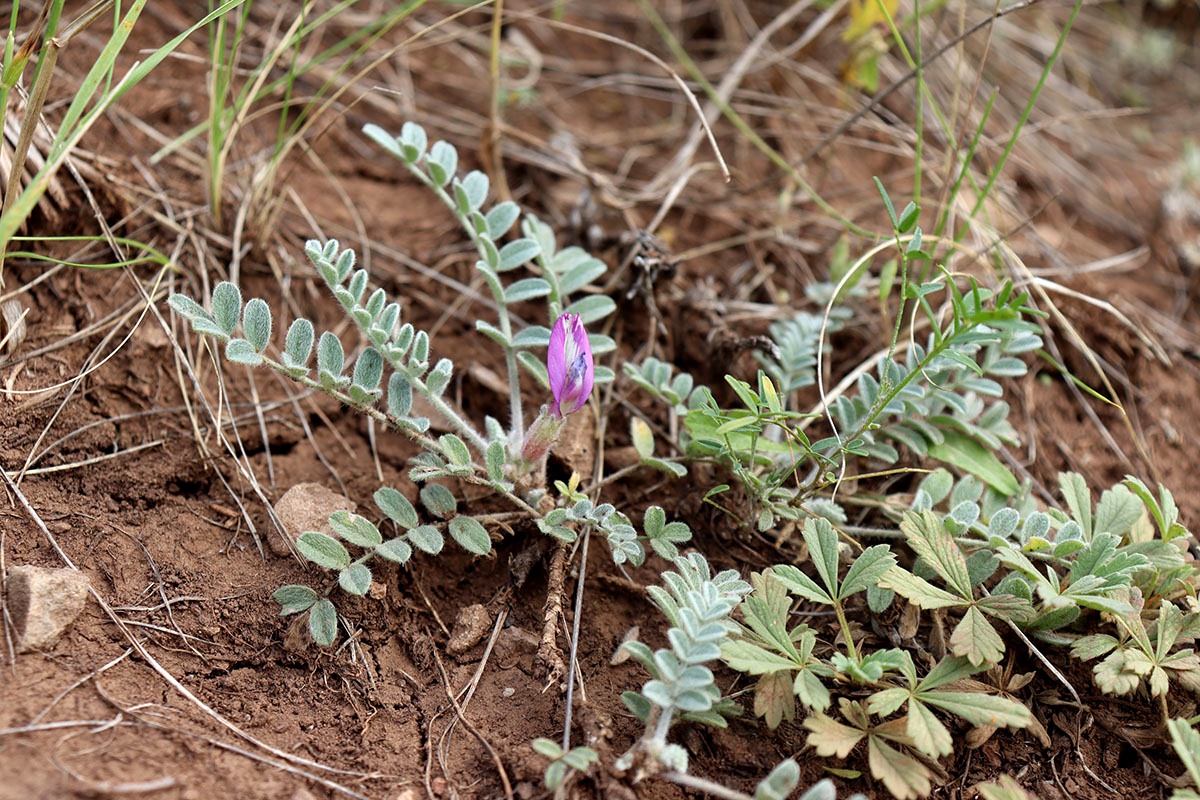 Изображение особи Astragalus sareptanus.