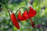 View full-size image Lilium pumilum