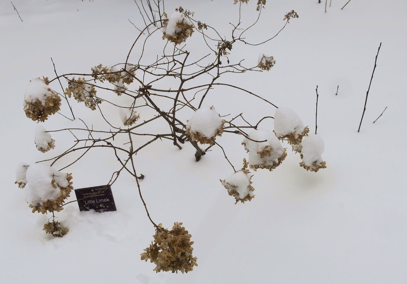 Image of Hydrangea paniculata specimen.