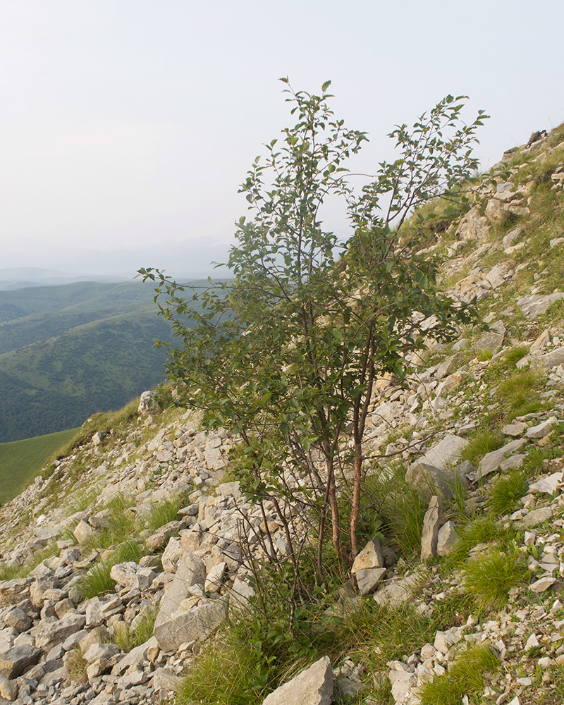 Изображение особи Betula litwinowii.