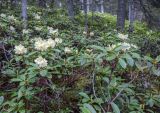Rhododendron aureum. Цветущие растения. Приморский край, Тернейский р-н, дол. р. Находка, 900 м н.у.м., темнохвойный лес. 13.06.2024.