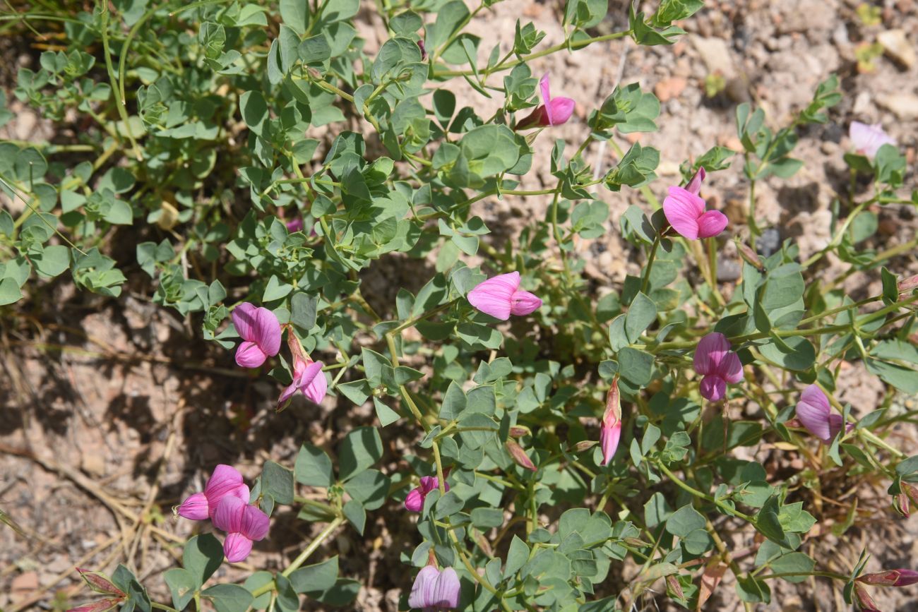 Image of familia Fabaceae specimen.