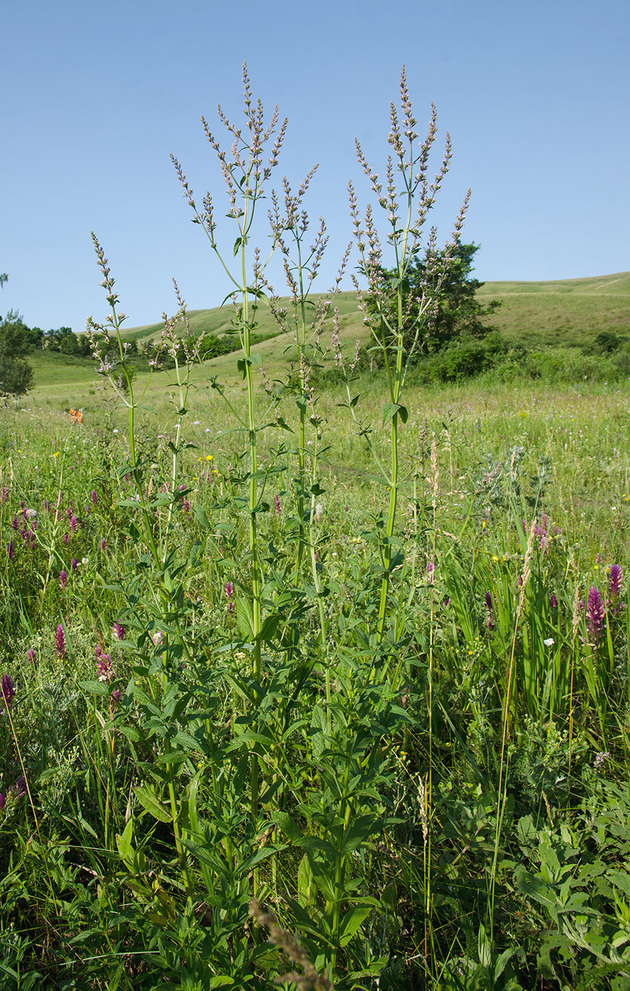 Image of Nepeta nuda specimen.