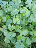 Malva neglecta