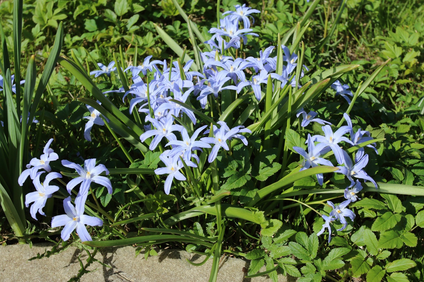 Image of Chionodoxa luciliae specimen.
